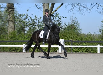 Frisone / Frisone Occidentale, Castrone, 5 Anni, 167 cm, Morello