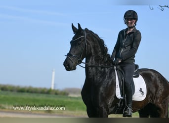 Frisone / Frisone Occidentale, Castrone, 5 Anni, 167 cm, Morello