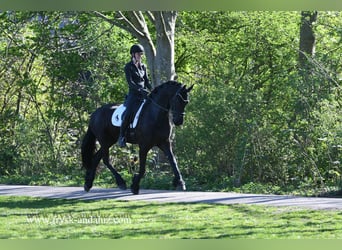 Frisone / Frisone Occidentale, Castrone, 5 Anni, 167 cm, Morello