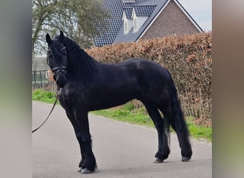 Frisone / Frisone Occidentale, Castrone, 5 Anni, 168 cm, Morello