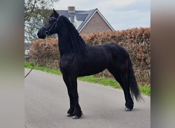 Frisone / Frisone Occidentale, Castrone, 5 Anni, 168 cm, Morello