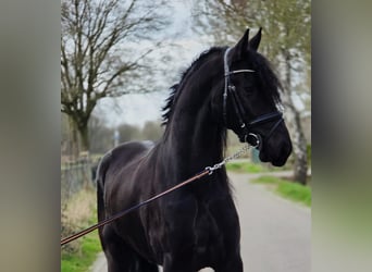 Frisone / Frisone Occidentale, Castrone, 5 Anni, 168 cm, Morello