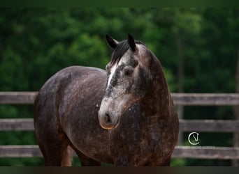 Frisone / Frisone Occidentale Mix, Castrone, 5 Anni, 170 cm, Grigio