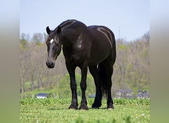 Frisone / Frisone Occidentale Mix, Castrone, 5 Anni, 173 cm, Morello