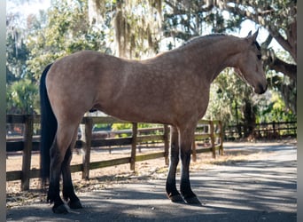 Frisone / Frisone Occidentale, Castrone, 6 Anni, 152 cm, Pelle di daino