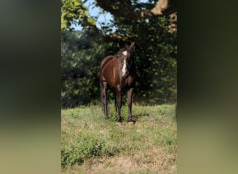 Frisone / Frisone Occidentale, Castrone, 6 Anni, 155 cm, Morello