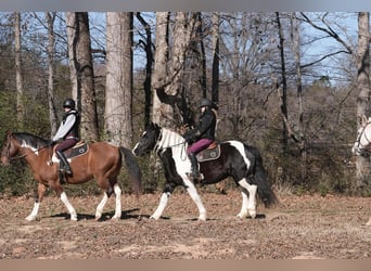 Frisone / Frisone Occidentale Mix, Castrone, 6 Anni, 157 cm, Pezzato