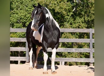 Frisone / Frisone Occidentale Mix, Castrone, 6 Anni, 157 cm, Pezzato