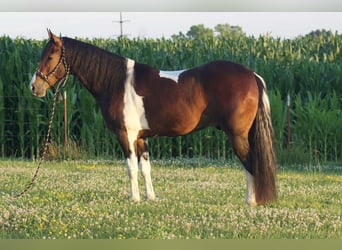 Frisone / Frisone Occidentale, Castrone, 6 Anni, 157 cm, Tobiano-tutti i colori
