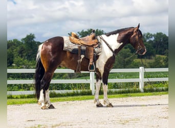 Frisone / Frisone Occidentale, Castrone, 6 Anni, 157 cm, Tobiano-tutti i colori