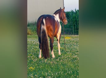 Frisone / Frisone Occidentale, Castrone, 6 Anni, 157 cm, Tobiano-tutti i colori