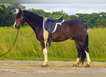 Frisone / Frisone Occidentale, Castrone, 6 Anni, 157 cm, Tobiano-tutti i colori