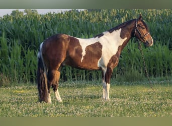 Frisone / Frisone Occidentale, Castrone, 6 Anni, 157 cm, Tobiano-tutti i colori