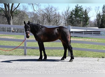 Frisone / Frisone Occidentale, Castrone, 6 Anni, 160 cm, Baio ciliegia