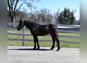 Frisone / Frisone Occidentale, Castrone, 6 Anni, 160 cm, Baio ciliegia