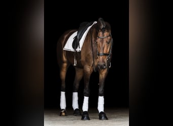 Frisone / Frisone Occidentale, Castrone, 6 Anni, 163 cm, Baio ciliegia