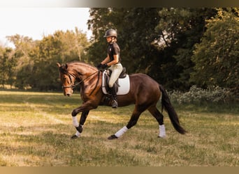 Frisone / Frisone Occidentale Mix, Castrone, 6 Anni, 163 cm, Baio ciliegia