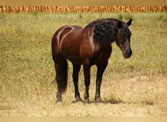 Frisone / Frisone Occidentale Mix, Castrone, 6 Anni, 163 cm, Morello