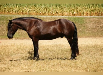 Frisone / Frisone Occidentale Mix, Castrone, 6 Anni, 163 cm, Morello