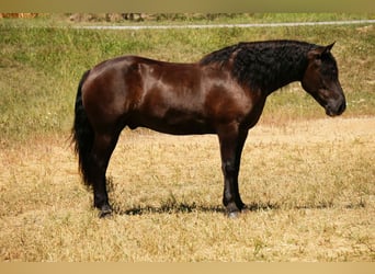Frisone / Frisone Occidentale Mix, Castrone, 6 Anni, 163 cm, Morello