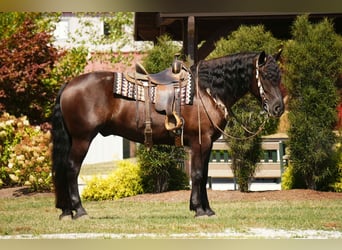 Frisone / Frisone Occidentale Mix, Castrone, 6 Anni, 163 cm, Morello