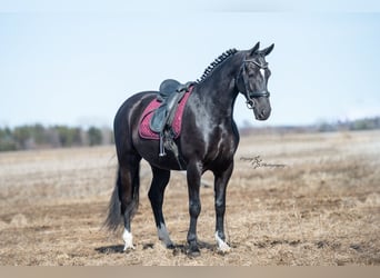 Frisone / Frisone Occidentale, Castrone, 6 Anni, 163 cm, Morello