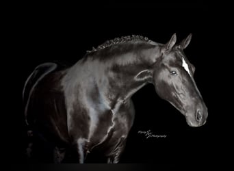 Frisone / Frisone Occidentale, Castrone, 6 Anni, 163 cm, Morello