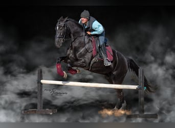 Frisone / Frisone Occidentale, Castrone, 6 Anni, 163 cm, Morello