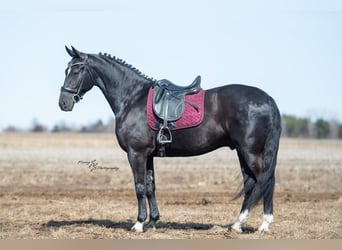 Frisone / Frisone Occidentale, Castrone, 6 Anni, 163 cm, Morello
