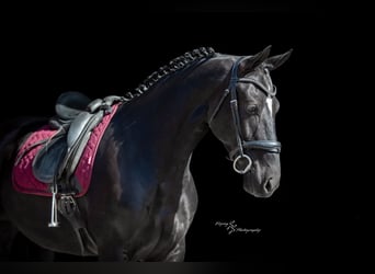 Frisone / Frisone Occidentale, Castrone, 6 Anni, 163 cm, Morello
