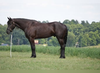 Frisone / Frisone Occidentale Mix, Castrone, 6 Anni, 163 cm, Morello