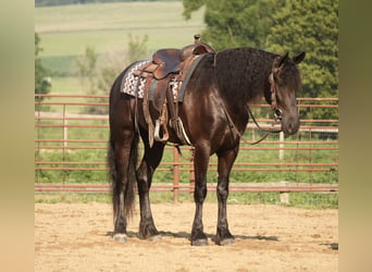 Frisone / Frisone Occidentale Mix, Castrone, 6 Anni, 163 cm, Morello