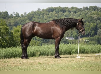 Frisone / Frisone Occidentale Mix, Castrone, 6 Anni, 163 cm, Morello