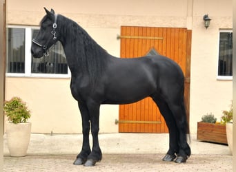Frisone / Frisone Occidentale, Castrone, 6 Anni, 165 cm, Morello