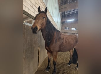 Frisone / Frisone Occidentale Mix, Castrone, 6 Anni, 168 cm, Baio