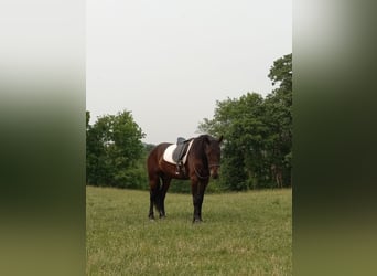Frisone / Frisone Occidentale, Castrone, 6 Anni, 168 cm, Morello