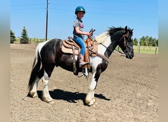 Frisone / Frisone Occidentale, Castrone, 6 Anni, 168 cm, Tobiano-tutti i colori