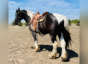Frisone / Frisone Occidentale, Castrone, 6 Anni, 168 cm, Tobiano-tutti i colori
