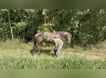 Frisone / Frisone Occidentale, Castrone, 6 Anni, 170 cm, Morello