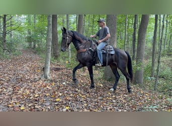 Frisone / Frisone Occidentale, Castrone, 6 Anni, 170 cm, Morello