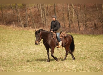 Frisone / Frisone Occidentale Mix, Castrone, 7 Anni, 142 cm, Baio