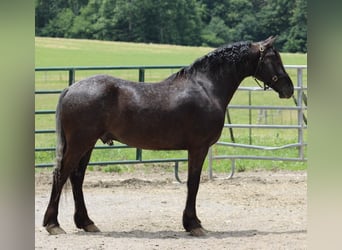 Frisone / Frisone Occidentale, Castrone, 7 Anni, 150 cm, Morello