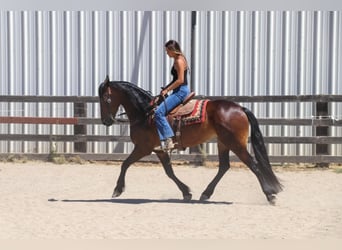 Frisone / Frisone Occidentale, Castrone, 7 Anni, 155 cm, Baio ciliegia