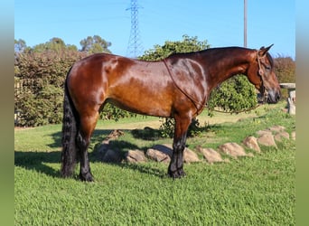 Frisone / Frisone Occidentale, Castrone, 7 Anni, 155 cm, Baio ciliegia