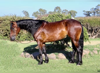 Frisone / Frisone Occidentale, Castrone, 7 Anni, 155 cm, Baio ciliegia