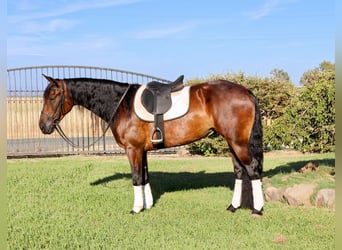 Frisone / Frisone Occidentale, Castrone, 7 Anni, 155 cm, Baio ciliegia