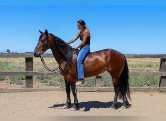 Frisone / Frisone Occidentale, Castrone, 7 Anni, 155 cm, Baio ciliegia