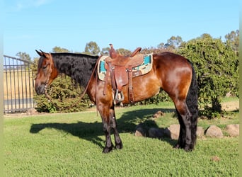 Frisone / Frisone Occidentale, Castrone, 7 Anni, 155 cm, Baio ciliegia
