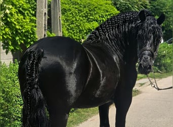 Frisone / Frisone Occidentale Mix, Castrone, 7 Anni, 155 cm, Morello