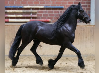 Frisone / Frisone Occidentale, Castrone, 7 Anni, 156 cm, Morello